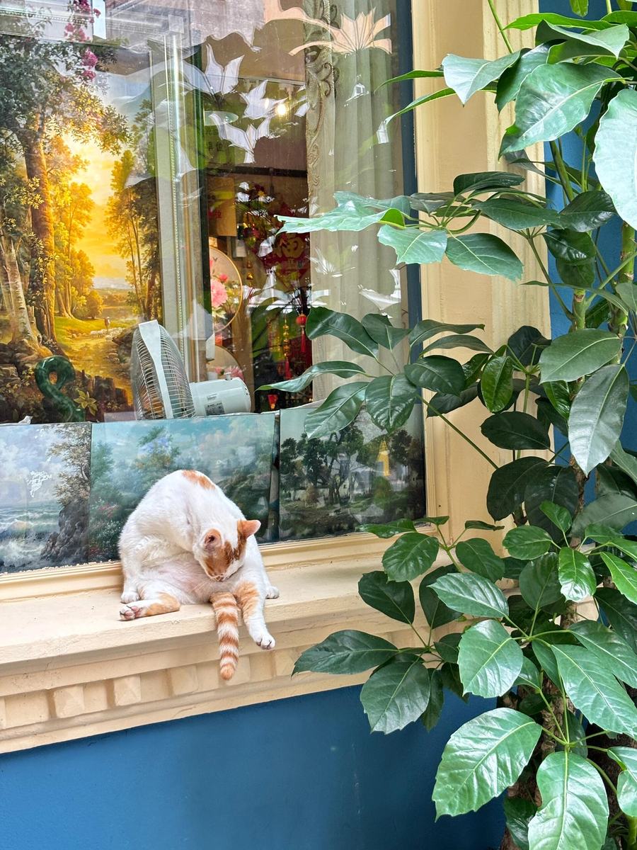 Landscape painting and cat in a gallery window