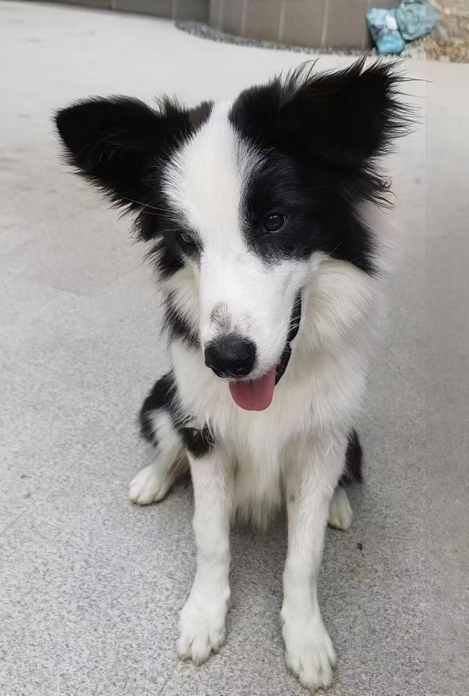 Customer photo of a border collie