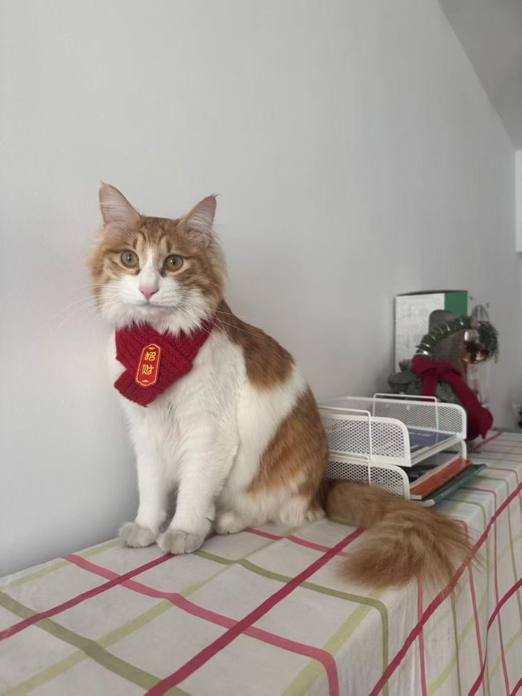 Customer photo of an orange tabby with red scarf