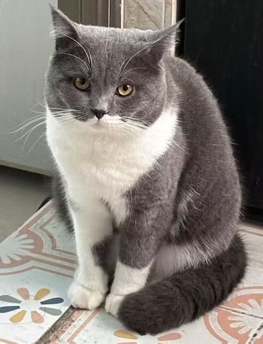 Original customer photo of the grey cat